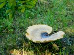 Огромный гриб в парке