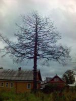 Есть такое дерево. Хм. Высохло..